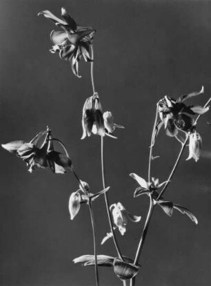 Die Schwarzviolette Akelei (Aquilegia atrata), Pflanzenart aus der Familie der Hahnenfußgewächse (Ranunculaceae)