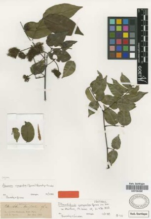 Pithecellobium campestre Spruce [isotype]