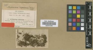 Glyphomitrium nymanianum M.Fleisch. [syntype]