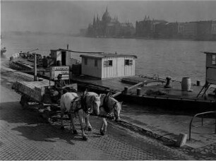 Budapest. Ungarn. Nebliger Septembermorgen am Ufer der Donau. Ein mit Steinen beladenes Pferdegespann fährt an einem, am Ufer liegendem, Lastkahn vorbei. Im Hintergrund das Parlamentsgebäude