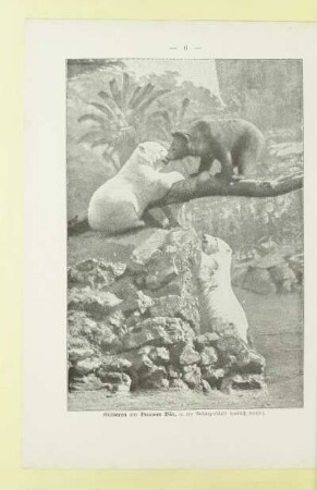 Eisbären und Brauner Bär