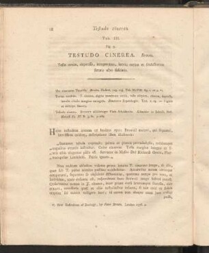 Tab. III. Fig. 3:Testudo Cinerea