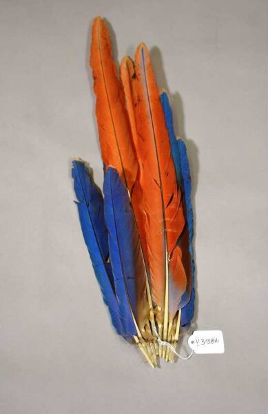 Arara feathers