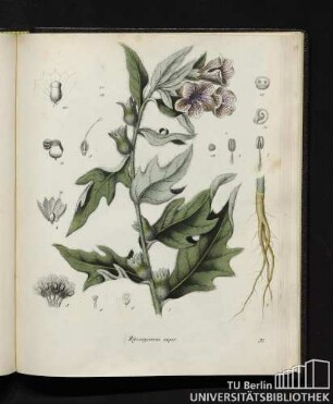 Hyoscyamus niger.