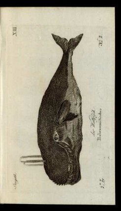 No 2. der Wallfisch. Balaena misticetus.