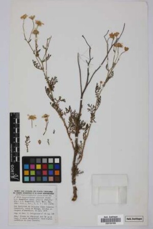 Argyranthemum adauctum gracile (Sch.Bip.) Humphries