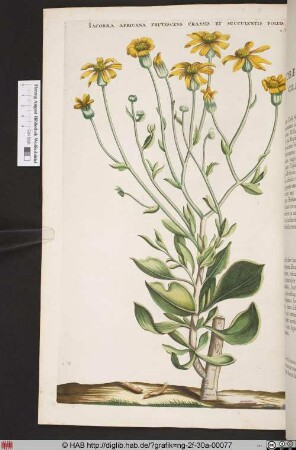 IACOBAEA AFRICANA FRUTESCENS CRASSIS ET SUCCULENTIS FOLIIS.