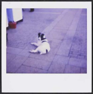 Strassenhund in Moskau