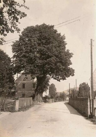 Sächsischer Erzgebirgskreis. Markersbach. Alte Dorflinde, auch Pfarrlinde