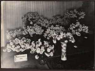 Fotoalbum: Deutsche Gartenbau- und Schlesische Gewerbe-Ausstellung (GUGALI), Liegnitz: Gewerbeausstellung, Innenansicht Ausstellungsgebäude: Detail Nelken in Vasen
