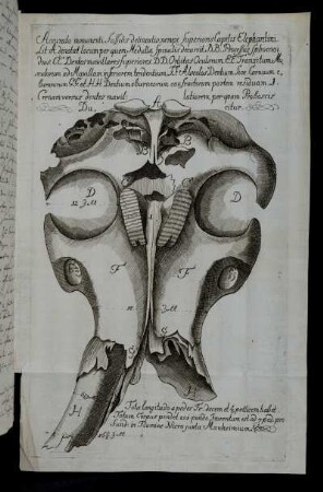 Accurata monumenti Fossilis delineatio, nempe Superioris Capitis Elephantini. [...] [Kupferstich]