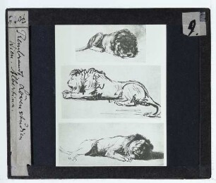 Rembrandt (Nachfolge), Schlafender Löwe nach rechts, Pranken unter seiner Mähne verborgen (Zeichnung) (Wien Albertina 8897),Rembrandt (nach), Liegender Löwe, nach links (Wien Albertina 8899),Rembrandt (Nachfolger), Schlafender Löwe, nach rechts, auf die Seite gerollt (Wien Albertina 8898)