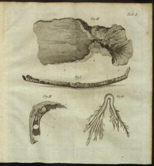 Tab. I. Fig. I - Fig. IV