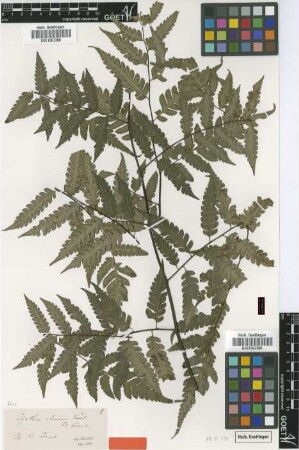 Cyathea ebenina H.Karst. [type]