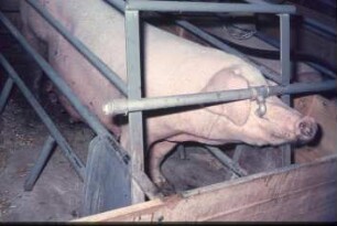 Fotografie: Sauenhaltung, Abferkelstall, Abferkelbucht