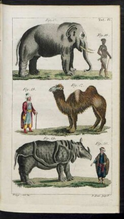Taf. IV. Fig. 15. - Fig. 20.