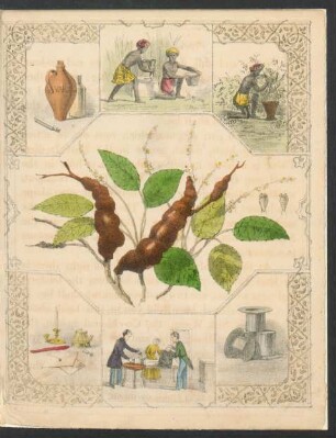 Tafel: [The lac insect.]