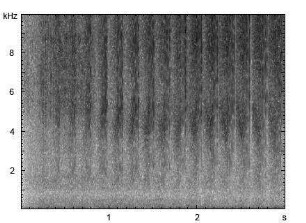 Sumpfgrashüpfer | Chorthippus montanus - Stridulation
