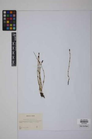 Equisetum palustre L.