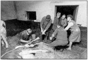 Tierarzt und Bauernfamilie leisten Geburtshilfe bei einer Kuh (Altersgruppe 18-21)