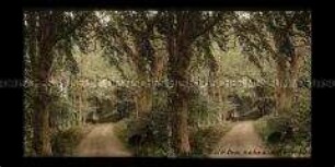 Waldweg nahe dem Kellersee, Eutin