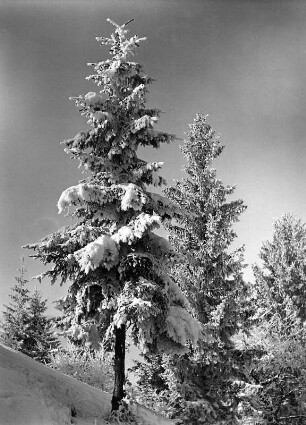 Winterbilder. Verschneite Nadelbäume