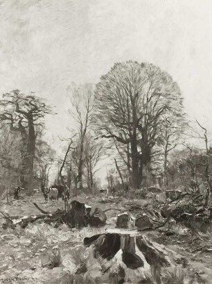 Holzschlag im Buchenwald