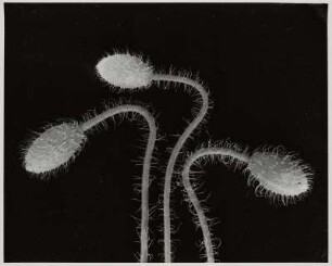 Mohn, Knospen (Papaver somniferum)