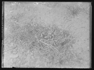 Sturmmöwe : Sturmmöwe (Larus canus Linnaeus), Dunenjunge.