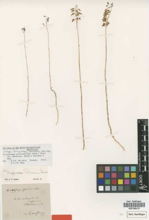 Dictyostega purdieana Benth.