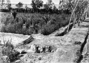 Bewässerung : Blick auf das Bewässerungssystem eines Gartens in der Oase von Ghadames.