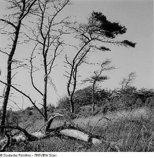 Kiefern an der Ostsee