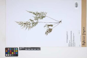 Asplenium fragrans Sw.