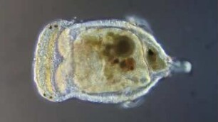 Chaetopterus variopedatus larva Helgoland 2012
