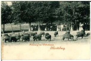 Moritzburg. Fütterung der Wildschweine