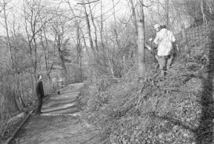 Auslichtung des Waldes auf dem Lauterberg im Stadtgarten