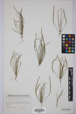 Plantago asphodeloides Svent.