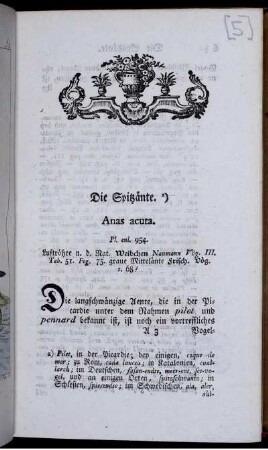 Die Spitzänte. Anas acuta.