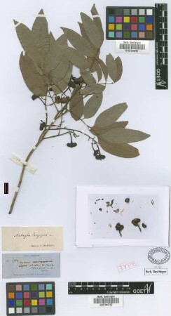 Matayba longipes Radlk. [syntype]