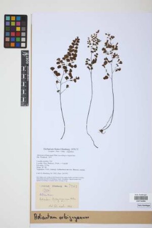 Adiantum orbignyanum Mett.