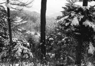 Attental: Durch verschneiten Wald auf Haus im Tal