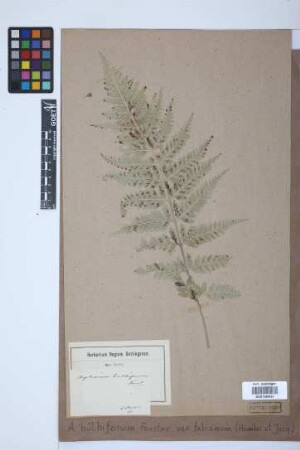 Asplenium bulbiferum G.Forst.