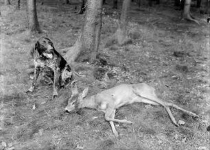Jagd : Jagdhund sitzt neben erlegtem Reh