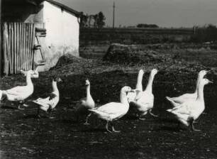 freilaufende Gänse im Burgenland