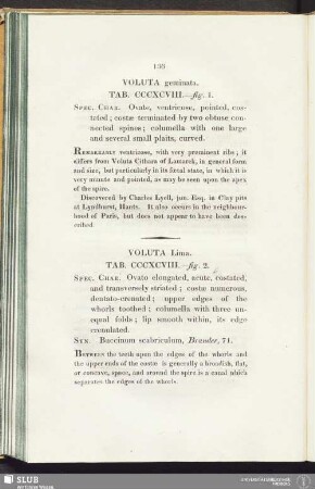 Voluta Lima. Tab. CCCXCVIII. - fig. 2