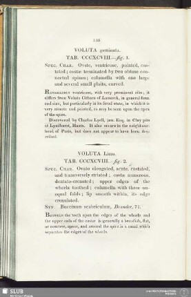 Voluta Lima. Tab. CCCXCVIII. - fig. 2