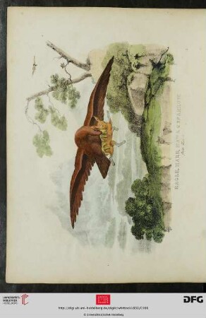 [Taf. 39-40] Eagle, Hare, Hawk, and Sparrow, from Howit