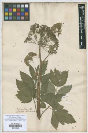 Angelica