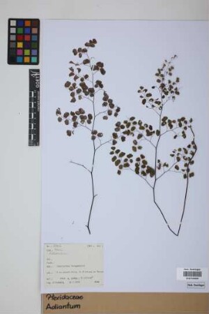 Adiantum