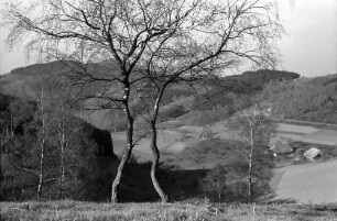 Landwasser: Landschaft, Blick ins Tal, Vordergrund zwei Birken